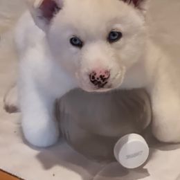 Boy Blue - White Siberian Husky puppy in Columbus, Ohio from Jamuison’s Siberian Huskies