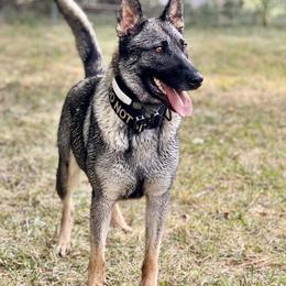 Belgian Malinois and German Shepherds from Laeknir K9