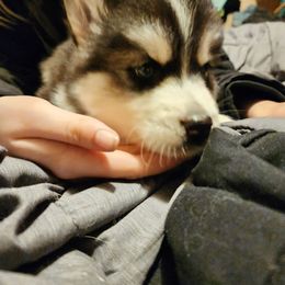 Siberian Husky Puppies from Crystal's Siberian Huskies