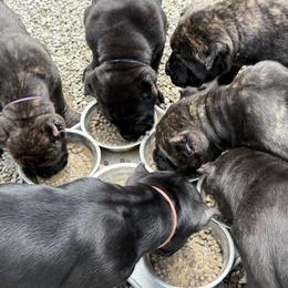 Cane Corso Puppies from CANE CORSO DI DROGHEDA