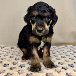 Ash - Phantom male Poodle puppy in Stilwell, Oklahoma from LR&R Dog Co.