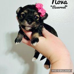 Maltese, Maltipoo, Poodle, and Yorkshire Terrier Puppies from Paw Perfect Pets
