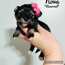 Maltese, Maltipoo, Poodle, and Yorkshire Terrier Puppies from Paw Perfect Pets