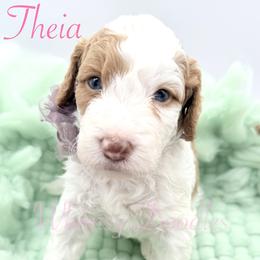 Theia - Yellow and white female Bernedoodle puppy in Omaha, Nebraska from Whimsy Doodles