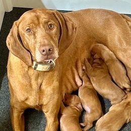 Vizslas from Wint Smith Vizslas