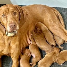 Vizslas from Wint Smith Vizslas
