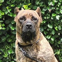 ZULA  - Perro de Presa Canario