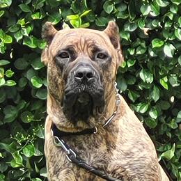 ZULA  - Perro de Presa Canario