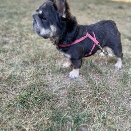 Luna - French Bulldog