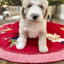 Michonne - Tri-color female Australian Labradoodle puppy in Leonard, Texas from Laird Farms