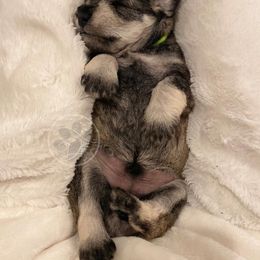 Miniature Schnauzer Puppies from Dixieland Miniature Schnauzers