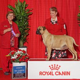 Sarah - Bullmastiff