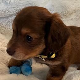 Carmen - Chocolate and tan female Dachshund puppy in Austin, Texas from Glorious Minis