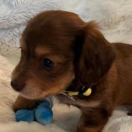 Carmen - Chocolate and tan female Dachshund puppy in Austin, Texas from Glorious Minis
