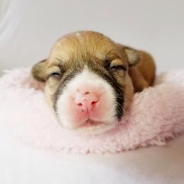Pembroke Welsh Corgi Puppies from Whimsical Treasure Corgis