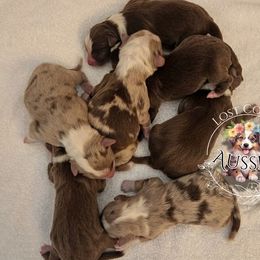 Miniature American Shepherd puppies from Lost Coast Aussies