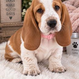 Maggie - Lemon and white female Basset Hound puppy in Fayetteville, Tennessee from Southern Town Hounds