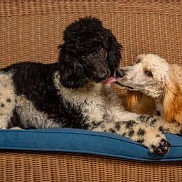 Poodles from New Hope Standard Poodles