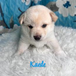 Kaede - Cream male Shiba Inu puppy in Inverness, Florida from Shore Thing Shiba’s