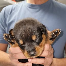Rottweiler Puppies from Vom Zamozdra Haus Rottweilers