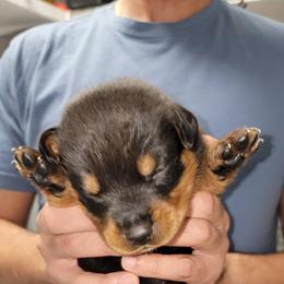 Rottweiler Puppies from Vom Zamozdra Haus Rottweilers