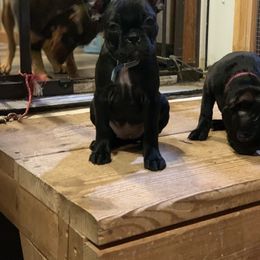 Boston Terrier and Companion Cross Puppies from Antelope Creek Frenchtons