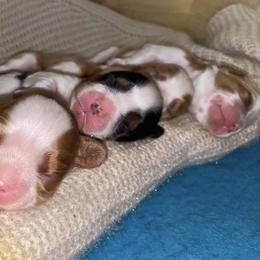 Cavalier King Charles Spaniel Puppies from Snowtrain Cavaliers