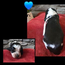 Radley - Black white and tan male English Springer Spaniel puppy in Freeland, Michigan from McNally's Springer Spaniels