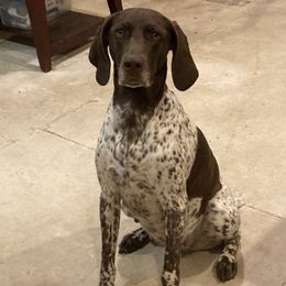 German Shorthaired Pointer Puppies from Mancandy German Shorthairs