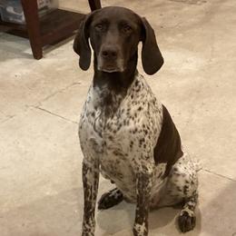 German Shorthaired Pointer Puppies from Mancandy German Shorthairs
