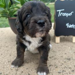Trooper - Blue merle male Aussiedoodle puppy in Eastland, Texas from H5 Mini Doodles