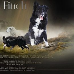 Finch - Border Collie