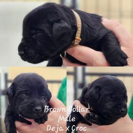 Brown Collar - Black male Labrador Retriever puppy in Boyd, Minnesota from Lindley Labradors