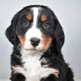 Ava - Black rust and white male Bernese Mountain Dog puppy in Millersburg, California from Smith Farms and Kennels