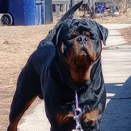 Loki - Rottweiler