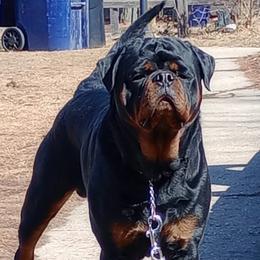 Loki - Rottweiler