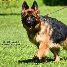 Athena - German Shepherd