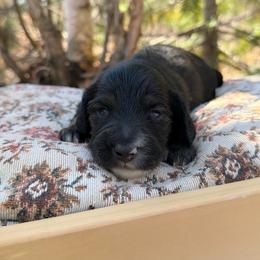 Biscuit - Black and tan male Dachshund puppy in Solon Springs, Wisconsin from Werpstead Shorties
