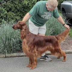 Irish Setters from Bodacious Irish Setters