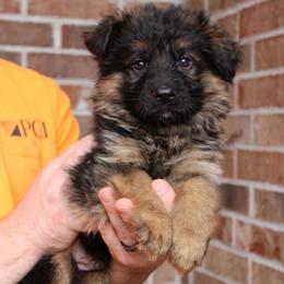 Green collar - Black and red male German Shepherd puppy in Mount Vernon, Missouri from German Haus German Shepherds LLC