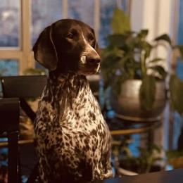 German Shorthaired Pointers from Concordia