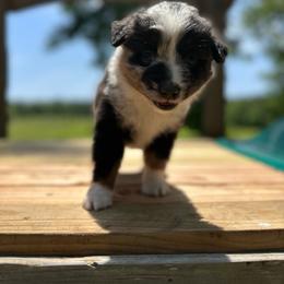 Rex - Blue merle male Miniature Australian Shepherd puppy in Doddridge, Arkansas from Huddleston Farm