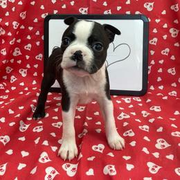 Opal - Black and white female Boston Terrier puppy in Fillmore, Illinois from Wind Hill Puppies