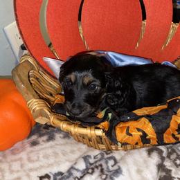 Cavalier King Charles Spaniel and Dachshund Puppies from Cavalier Companions CO.