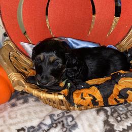 Cavalier King Charles Spaniel and Dachshund Puppies from Cavalier Companions CO.