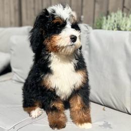 Nova - Tri-color female Bernedoodle puppy in Los Angeles, California from Bernied00dle Love