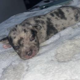 Mr spot charting 3-4lb 5500 maroon eyes - Merle male Chihuahua puppy in Las Vegas, Nevada from Quality Poms Chihuahua Yorkies of Las vegas