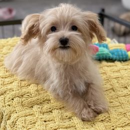 Skipper - Apricot male Maltipoo puppy in Colonial Beach, Virginia from BeachRidge Pups