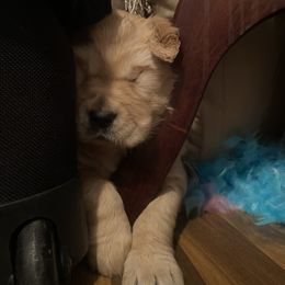 Golden Retriever Puppies from Gold 'N Dust Ranch