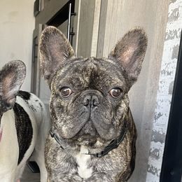 RIP - French Bulldog